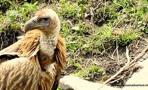 Image result for Himalayan Griffon Vulture