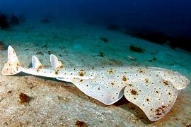 Image result for Angel Shark Species