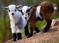 Image result for Cute Goat