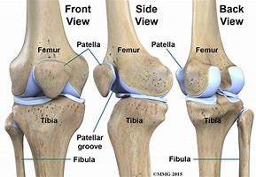 Image result for Knee Bones and Joints