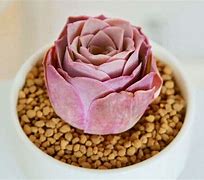 Image result for Succulent Leaf Rose