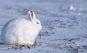 Image result for Angle Hare