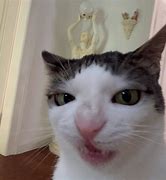 Image result for Cat as Lion Meme