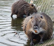 Image result for Grey Muskrat