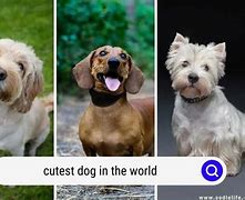 Image result for Cutest Dogs