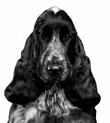 Image result for Basset Spaniel Mix