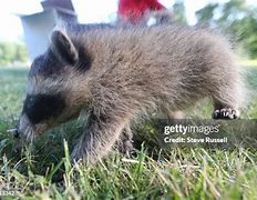 Image result for Raccoon Kits