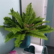 Image result for Artificial Boston Fern