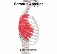 Image result for Serratus Anterior Muscle