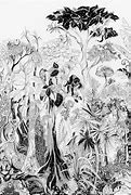 Image result for Jungle Bird Drawing