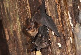 Image result for baby bat care