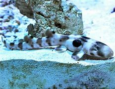 Image result for Bull Shark Pup