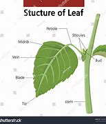 Image result for Plant Leaf Parts