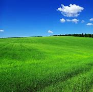 Image result for Blue Sky Field