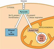 Image result for Enzyme Fermentation