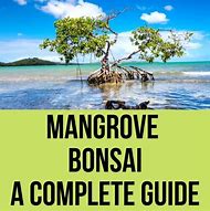 Image result for Mangrove Bonsai