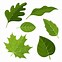 Image result for Miraa Leaves Clip Art