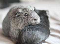 Image result for Tan Guinea Pig