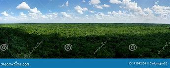 Image result for Quintana Roo Jungle