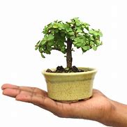 Image result for Jade Bonsai