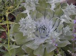 Image result for Dudleya Pulverulenta