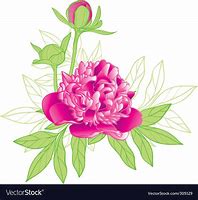 Image result for Peony Vector