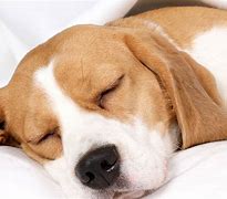 Image result for Vivienne Sleeping Dogs