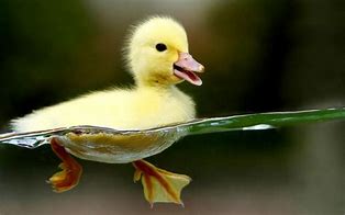 Image result for Picture of Yellow Duck