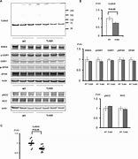 Image result for Cullin Protein Structure