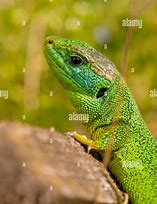 Image result for European Green Lizard