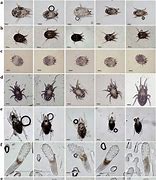 Image result for Mite Size