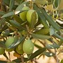 Image result for Mission Olive Tree Bear Fruit