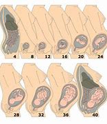 Image result for Baby in Womb 11 Weeks