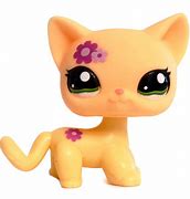 Image result for New Lps Cat Shorthair