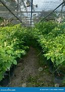 Image result for Chilli Plantation