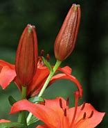 Image result for Orange Stargazer Lily