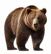 Image result for Black Bear Head White Background