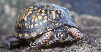 Image result for Woodland Box Turtle