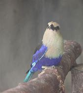 Image result for Blue-Bellied Roller