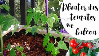 Image result for Tomate En Pot