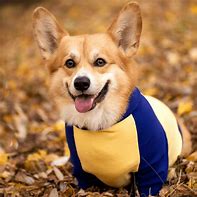 Image result for Corgi in Clothes