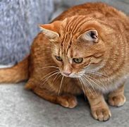 Image result for Dappled Red Cat