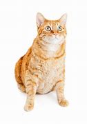 Image result for Orange Striped Tabby Cat