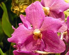 Image result for Singapore Native Orchids