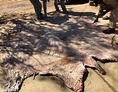 Image result for Hippo Skin Thickness