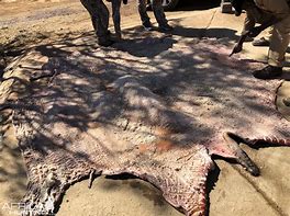 Image result for Hippo Skin Print