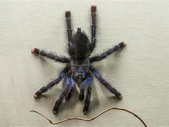 Image result for Avicularia Metallica