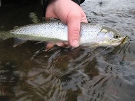 Image result for Fly Fishing Cutthroat Trout