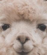 Image result for Llama Tierna