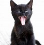 Image result for Black Cat Mouth